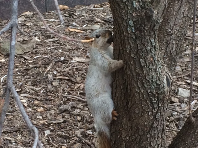 famous white squirrel