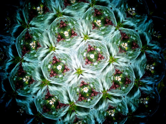 Kaleidoscope Garden