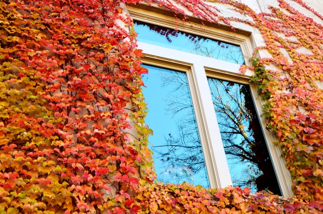 Window Leaves