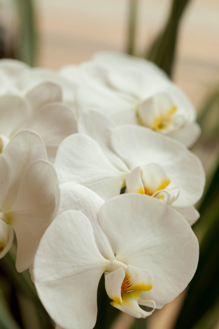 A bunch of White Orchid