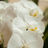 A bunch of White Orchid