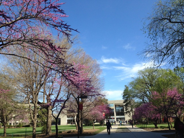 Redbud in front of Parks Library