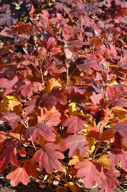 fall leaves close-up at Reiman Gardens