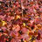 fall leaves close-up at Reiman Gardens