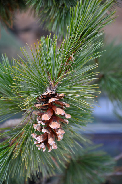 winter tree close-up at Reiman Gardens