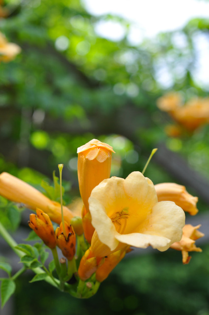summer flower close-up at Reiman Gardens