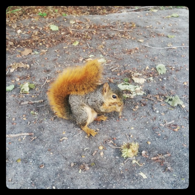 Critter on campus