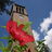 Campanile with red hibiscus