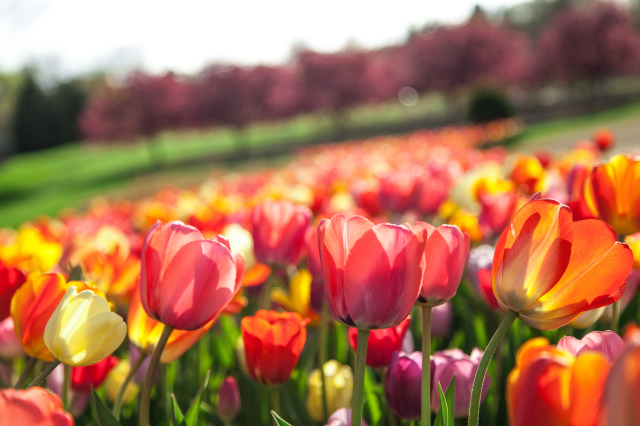 Blooming Tulips under the sun
