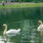 The Swans