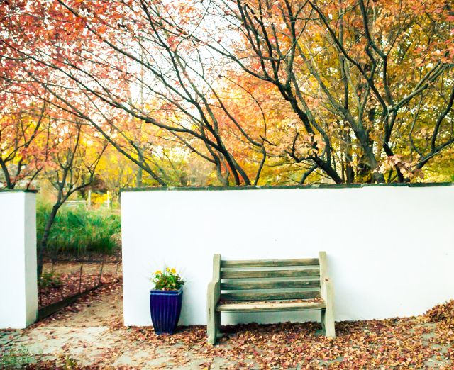 The Bench in Fall