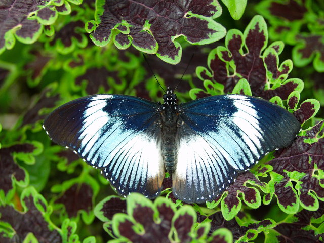 Hypolimnas antevorta in the Reiman Gardens' Butterfly Wing
