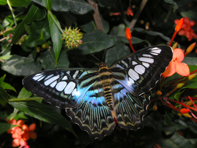 Parthenos sylvia in the Reiman Gardens' Butterfly Wing