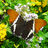 Siproeta epaphus at Reiman Gardens' Butterfly Wing