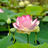 water lily closeup
