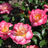 Rose closeup at Reiman Gardens