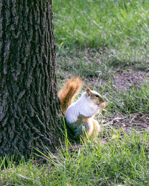 Piebald Squirrel