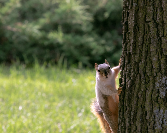 Piebald Squirrel on a Tree