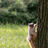 Piebald Squirrel on a Tree