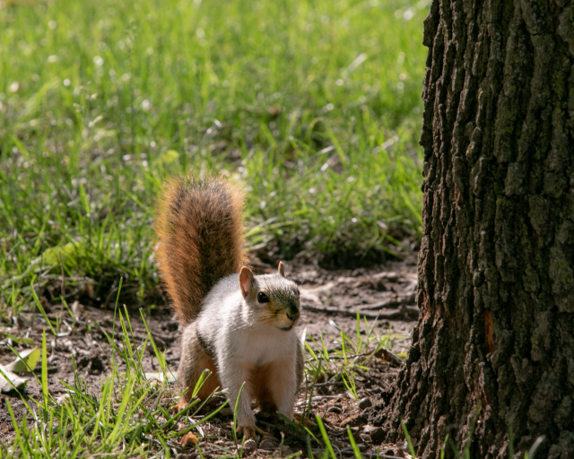 Piebald Squirrel
